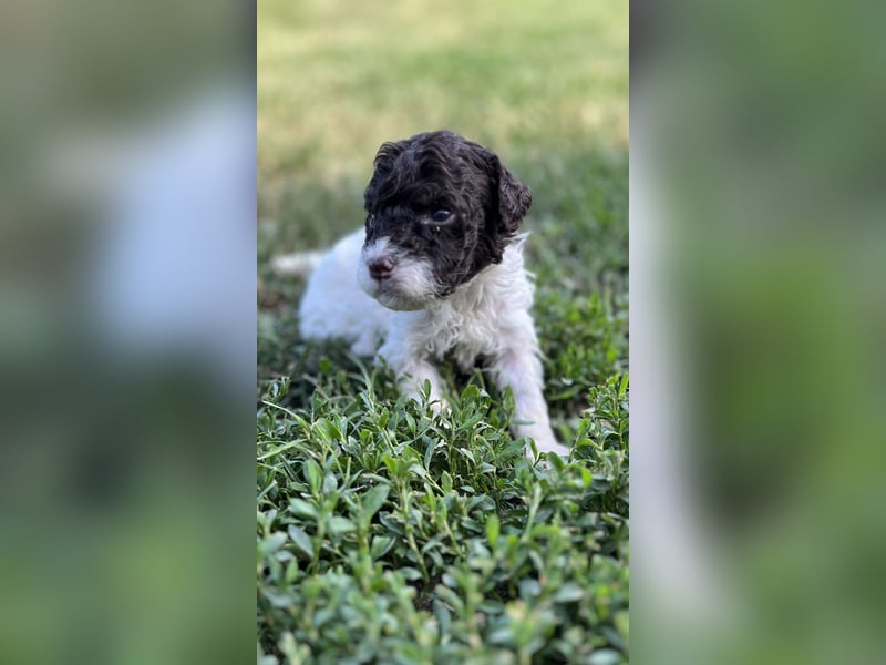Lagotto Romagnolo – Welpen höchster Qualität aus der FCI-zertifizierten Zuchtstätte „King of the Tru
