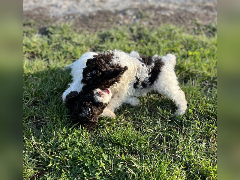 Lagotto Romagnolo – Hochwertige Welpen aus der registrierten Zuchtstätte King of the Truffles