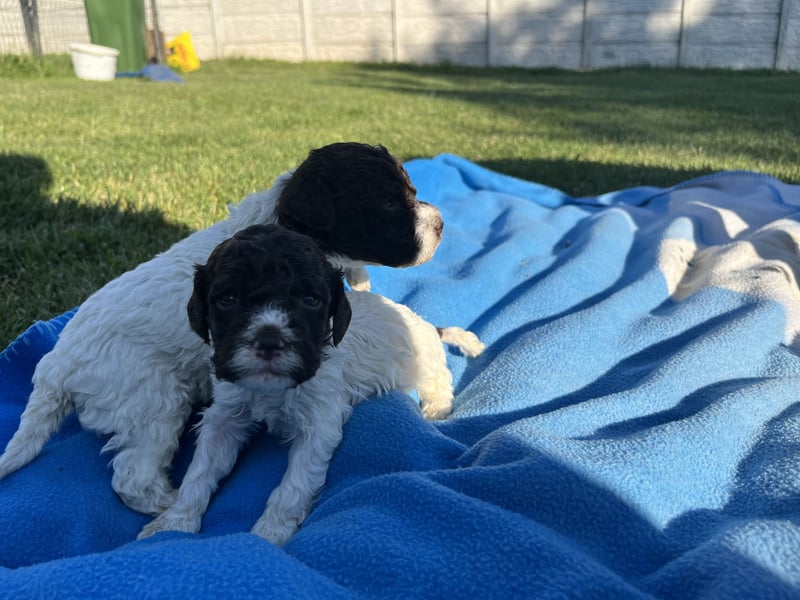 Lagotto Romagnolo – Welpen höchster Qualität aus der FCI-zertifizierten Zuchtstätte „King of the Tru