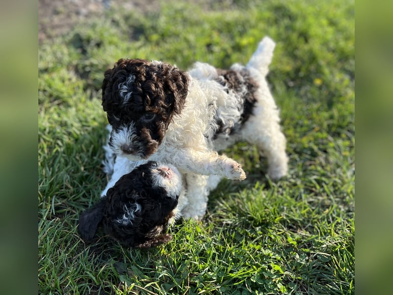 Lagotto Romagnolo – Hochwertige Welpen aus der registrierten Zuchtstätte King of the Truffles