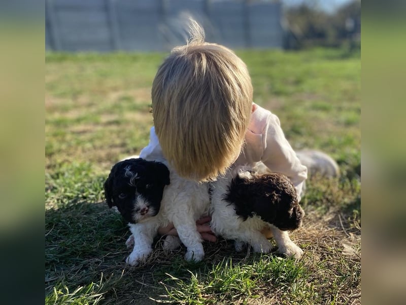 Lagotto Romagnolo – Hochwertige Welpen aus der registrierten Zuchtstätte King of the Truffles