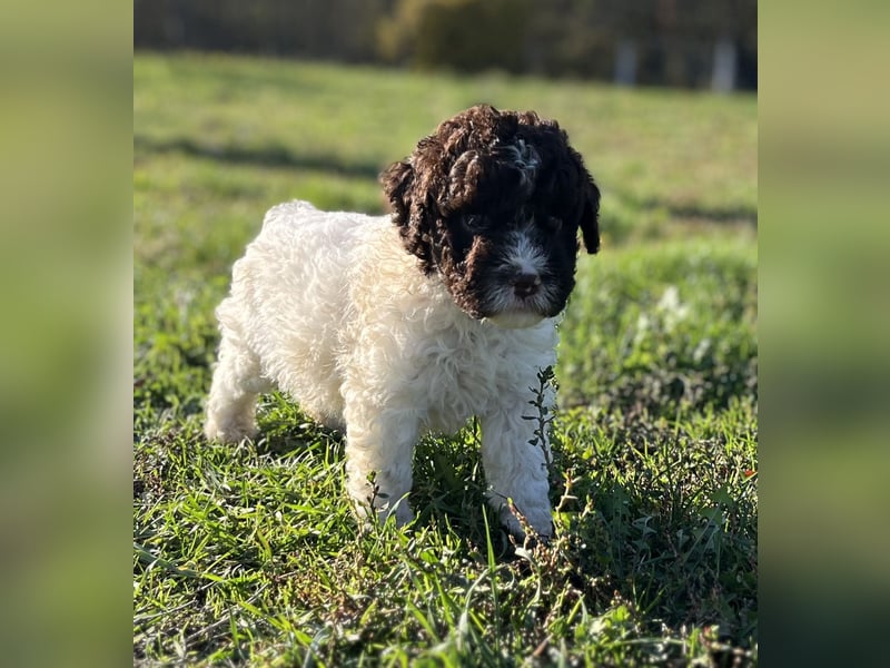 Lagotto Romagnolo – Hochwertige Welpen aus der registrierten Zuchtstätte King of the Truffles