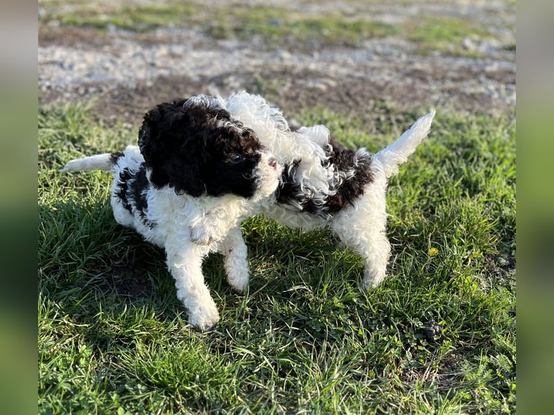 Lagotto Romagnolo – Hochwertige Welpen aus der registrierten Zuchtstätte King of the Truffles