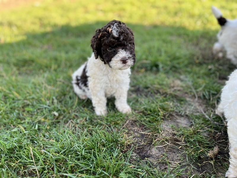 Lagotto Romagnolo – Hochwertige Welpen aus der registrierten Zuchtstätte King of the Truffles