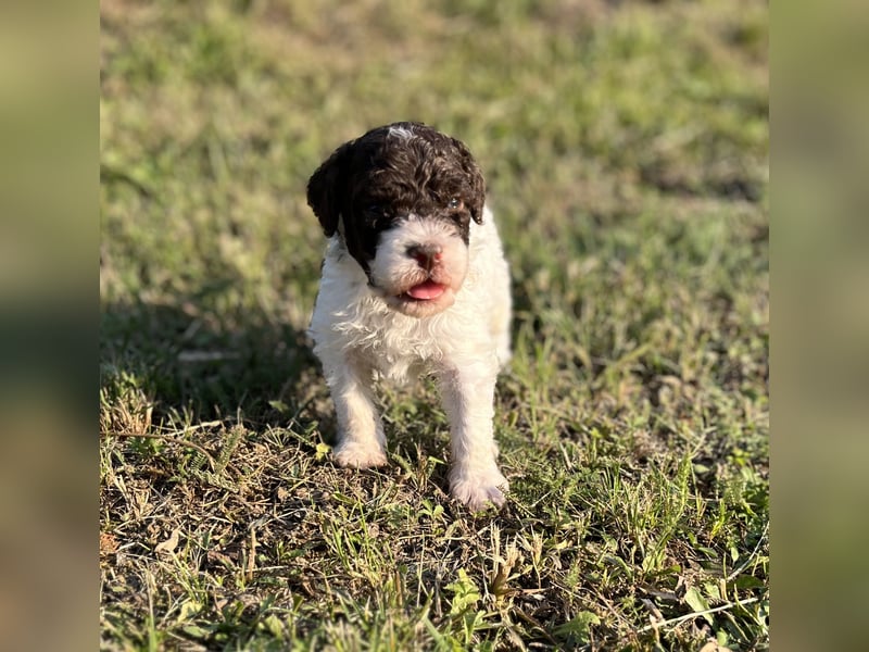 Lagotto Romagnolo – Welpen höchster Qualität aus der FCI-zertifizierten Zuchtstätte „King of the Tru