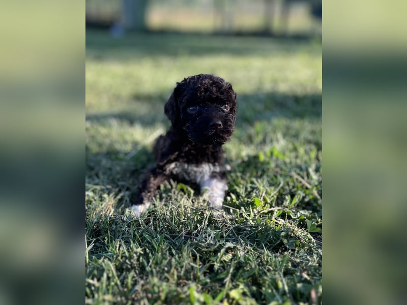 Lagotto Romagnolo – Welpen höchster Qualität aus der FCI-zertifizierten Zuchtstätte „King of the Tru