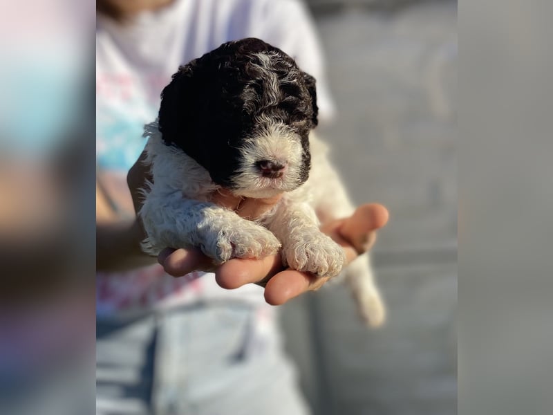 Lagotto Romagnolo – Hochwertige Welpen aus der registrierten Zuchtstätte King of the Truffles