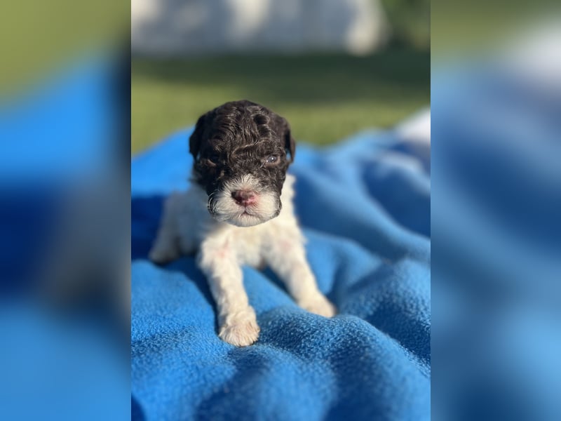 Lagotto Romagnolo – Welpen höchster Qualität aus der FCI-zertifizierten Zuchtstätte „King of the Tru