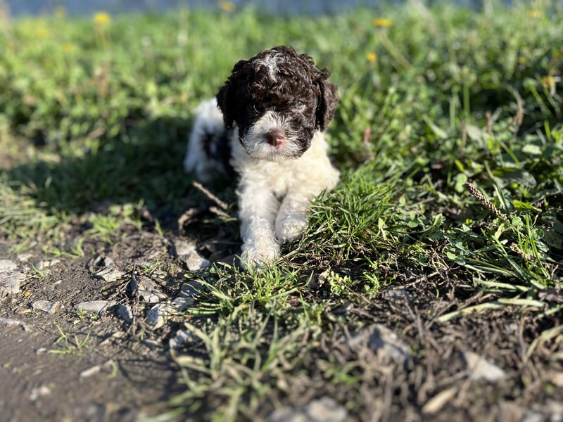 Lagotto Romagnolo – Hochwertige Welpen aus der registrierten Zuchtstätte King of the Truffles