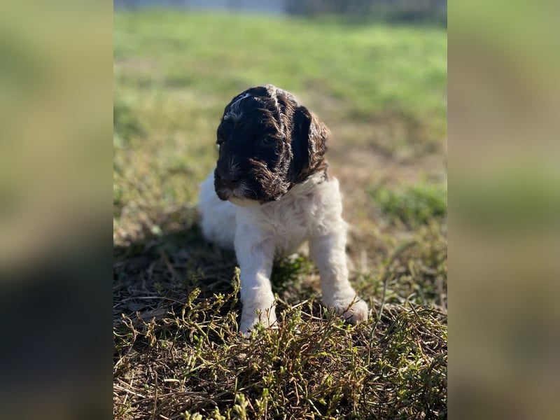 Lagotto Romagnolo – Hochwertige Welpen aus der registrierten Zuchtstätte King of the Truffles