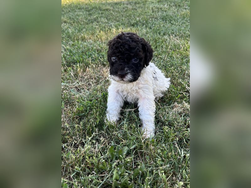 Lagotto Romagnolo – Welpen höchster Qualität aus der FCI-zertifizierten Zuchtstätte „King of the Tru