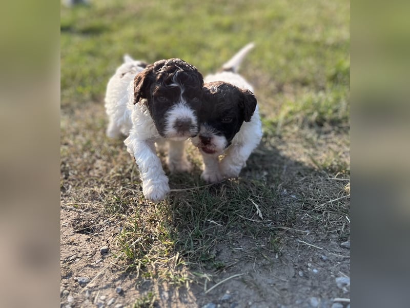 Lagotto Romagnolo – Welpen höchster Qualität aus der FCI-zertifizierten Zuchtstätte „King of the Tru