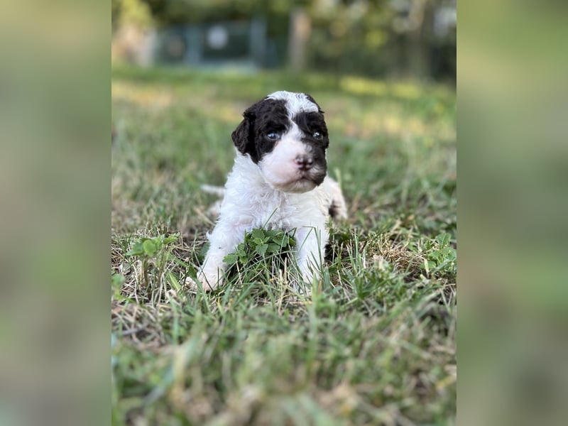Lagotto Romagnolo – Welpen höchster Qualität aus der FCI-zertifizierten Zuchtstätte „King of the Tru