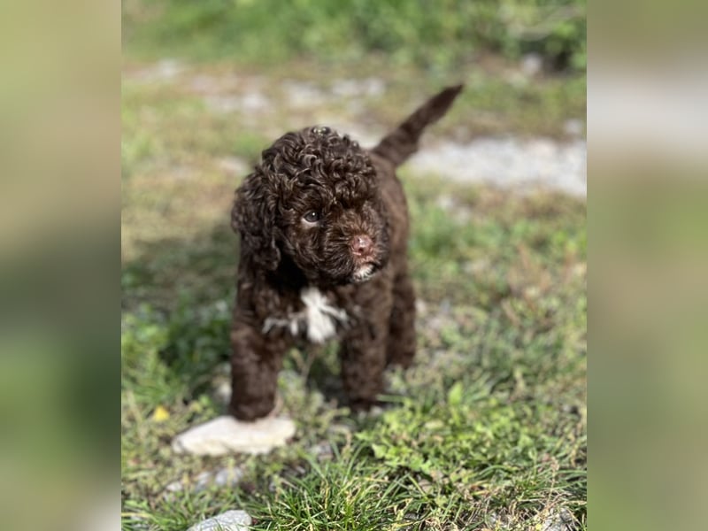 Lagotto Romagnolo – Hochwertige Welpen aus der registrierten Zuchtstätte King of the Truffles