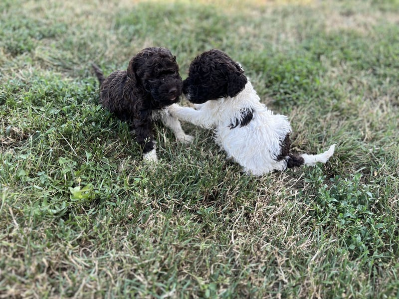 Lagotto Romagnolo – Welpen höchster Qualität aus der FCI-zertifizierten Zuchtstätte „King of the Tru
