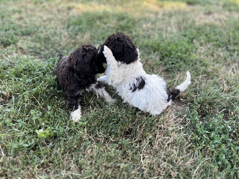 Lagotto Romagnolo – Welpen höchster Qualität aus der FCI-zertifizierten Zuchtstätte „King of the Tru