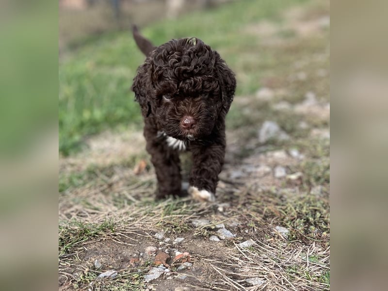 Lagotto Romagnolo – Hochwertige Welpen aus der registrierten Zuchtstätte King of the Truffles