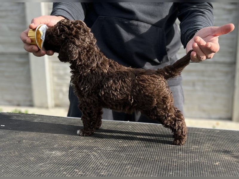 Lagotto Romagnolo – Hochwertige Welpen aus der registrierten Zuchtstätte King of the Truffles