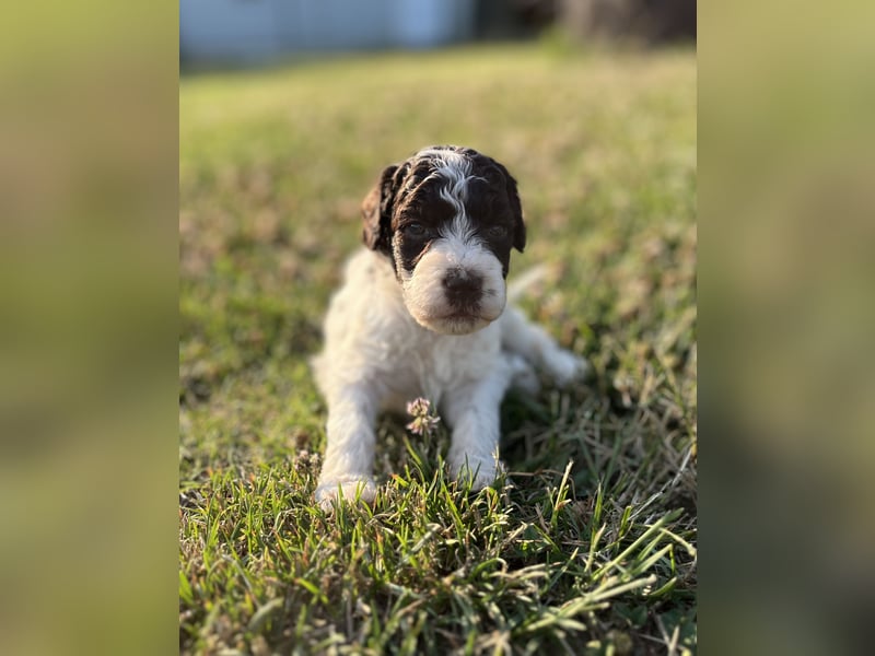 Lagotto Romagnolo – Welpen höchster Qualität aus der FCI-zertifizierten Zuchtstätte „King of the Tru