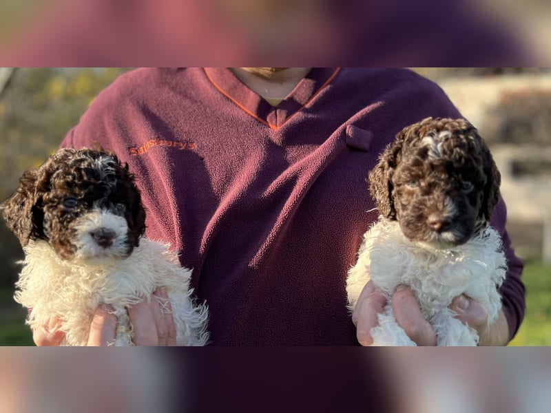 Lagotto Romagnolo – Hochwertige Welpen aus der registrierten Zuchtstätte King of the Truffles