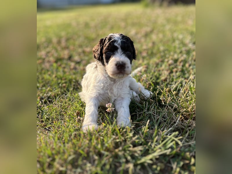 Lagotto Romagnolo – Welpen höchster Qualität aus der FCI-zertifizierten Zuchtstätte „King of the Tru