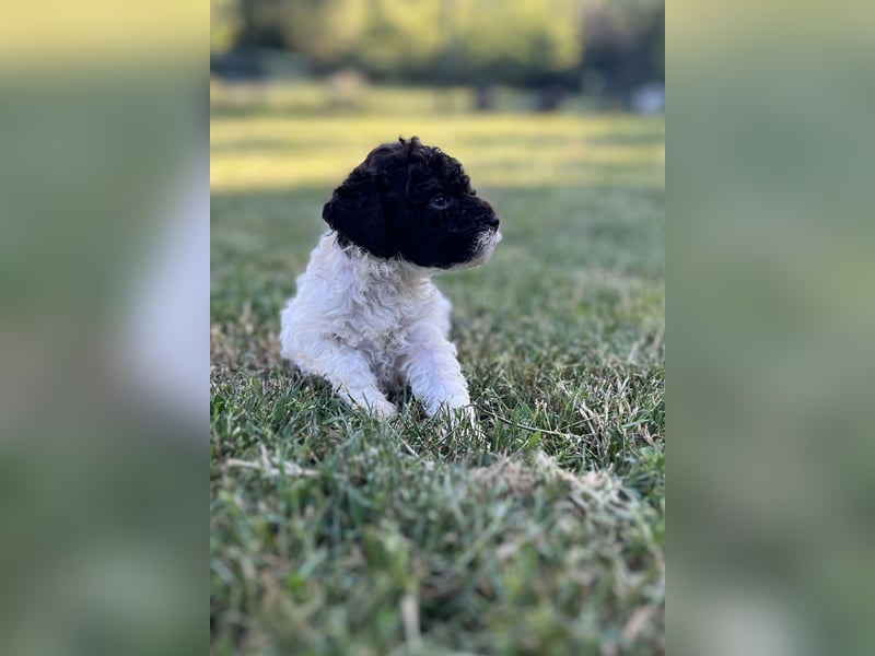 Lagotto Romagnolo – Welpen höchster Qualität aus der FCI-zertifizierten Zuchtstätte „King of the Tru