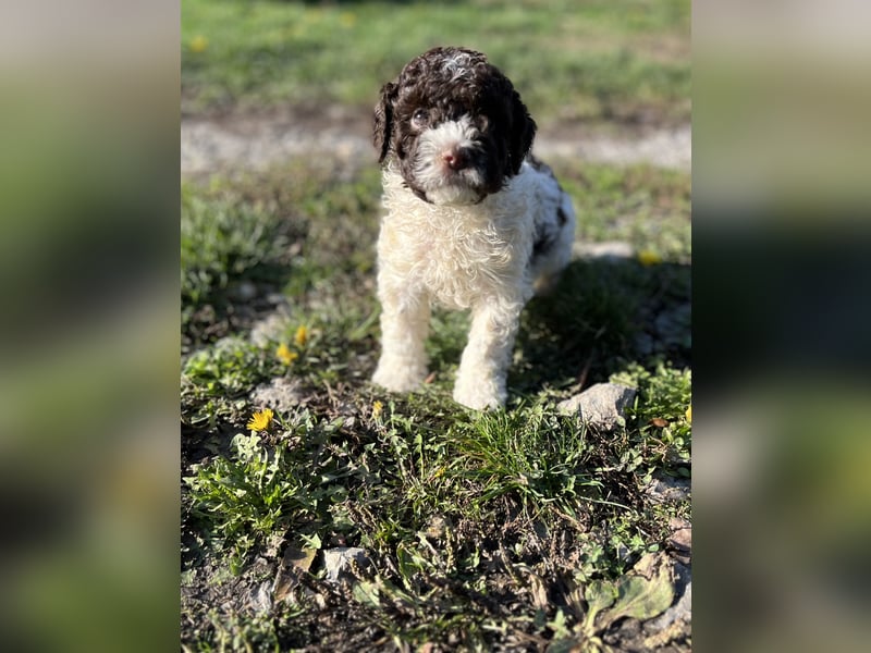 Lagotto Romagnolo – Hochwertige Welpen aus der registrierten Zuchtstätte King of the Truffles