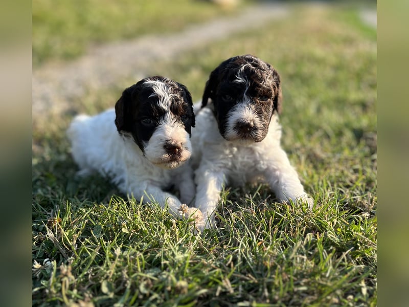 Lagotto Romagnolo – Welpen höchster Qualität aus der FCI-zertifizierten Zuchtstätte „King of the Tru