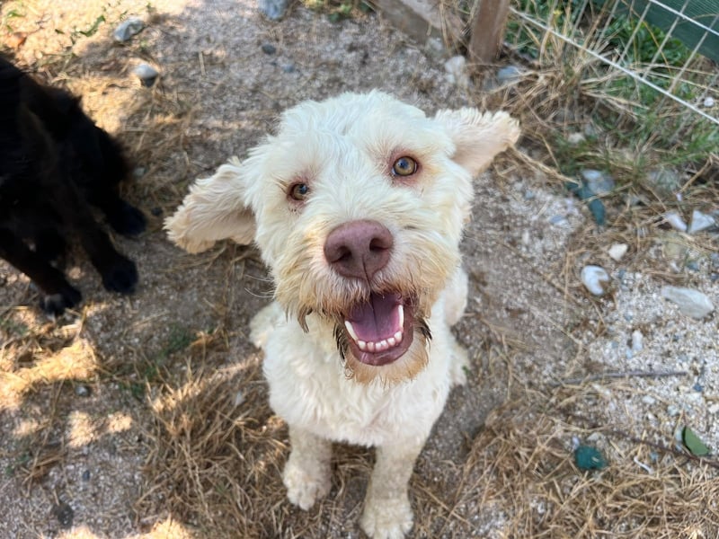 Squid (2) unser Lagotto Wirbelwind