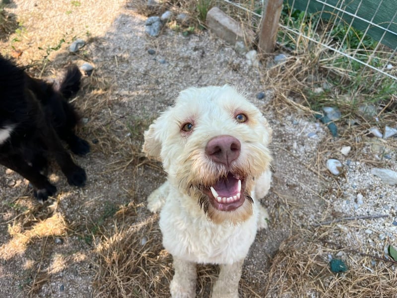 Squid (2) unser Lagotto Wirbelwind