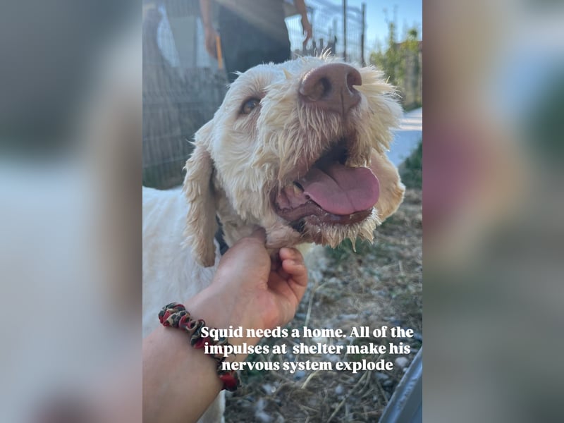 Squid (2) unser Lagotto Wirbelwind
