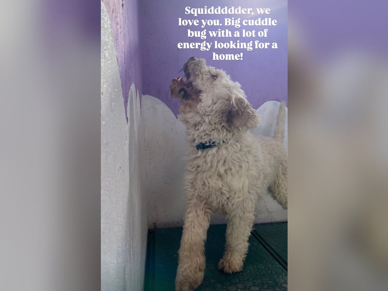 Squid (2) unser Lagotto Wirbelwind