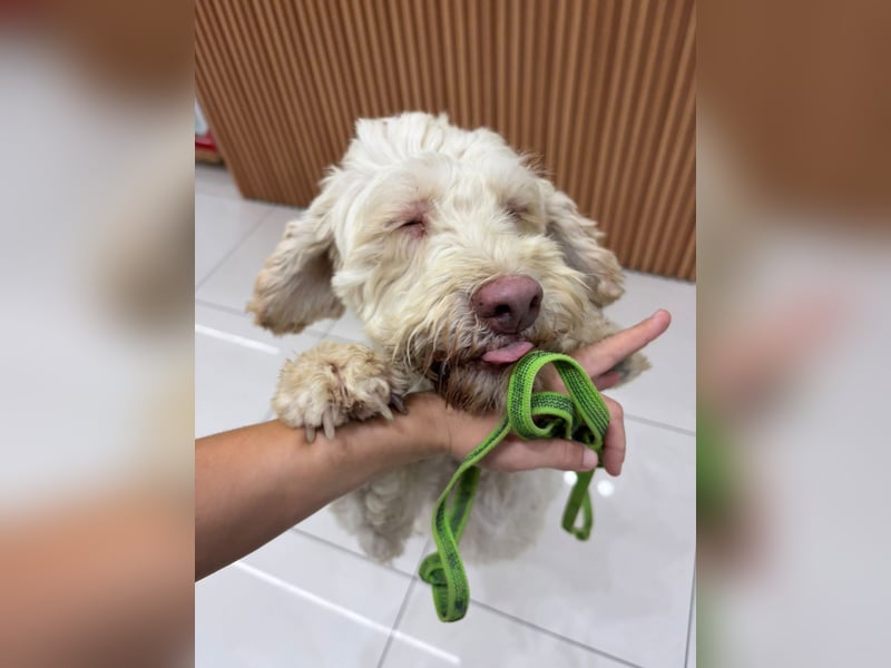 Squid (2) unser Lagotto Wirbelwind