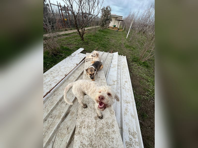 Squid (2) unser Lagotto Wirbelwind