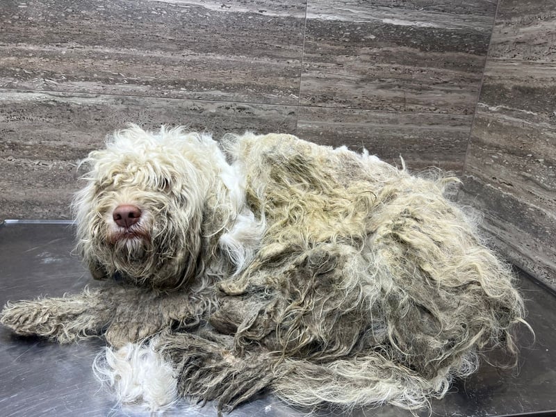 Squid (2) unser Lagotto Wirbelwind