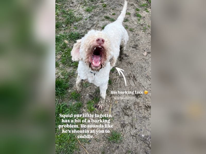 Squid (2) unser Lagotto Wirbelwind