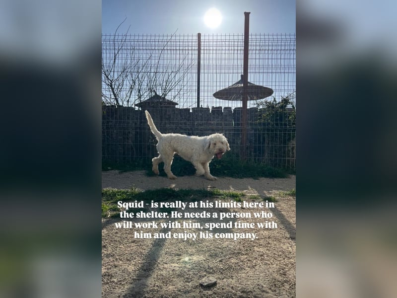 Squid (2) unser Lagotto Wirbelwind