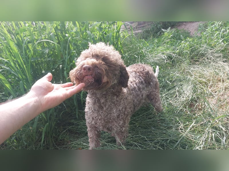 Isa, Lagotto Romagnolo, 17 Monate alt, lieb, gehorsam und sehr freundlich