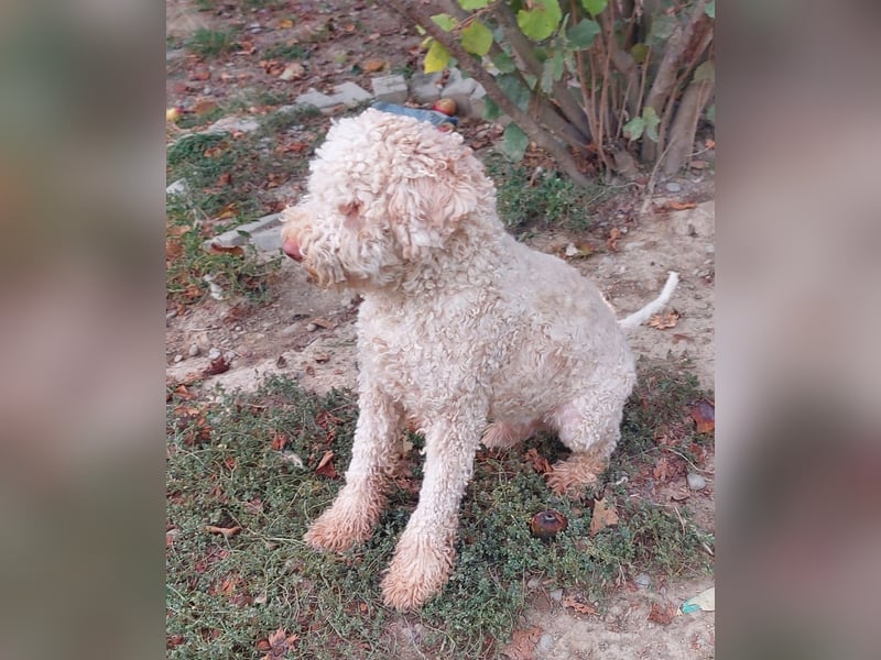 Izzi, ein süßer Lagotto-Romagnolo-Rüde