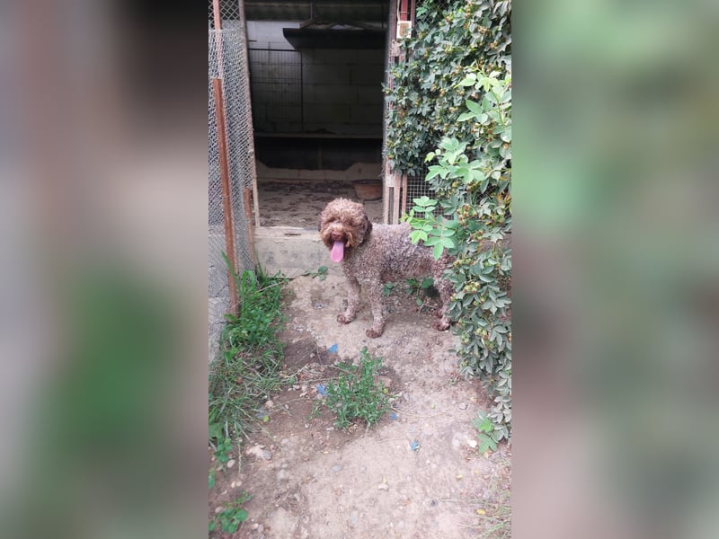 Isa, Lagotto Romagnolo, 17 Monate alt, lieb, gehorsam und sehr freundlich
