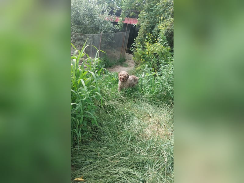 Isa, Lagotto Romagnolo, 17 Monate alt, lieb, gehorsam und sehr freundlich