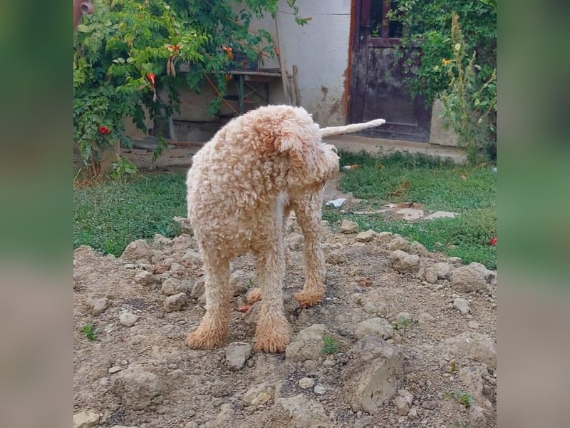 Izzi, ein süßer Lagotto-Romagnolo-Rüde