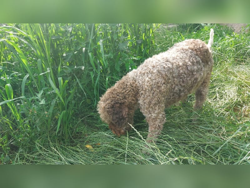 Isa, Lagotto Romagnolo, 17 Monate alt, lieb, gehorsam und sehr freundlich