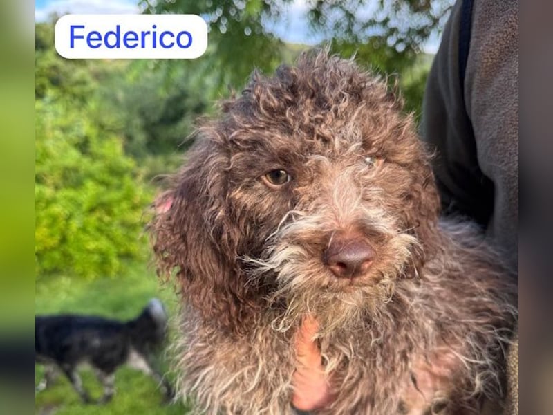 Federico wartet auf sein Happy-End