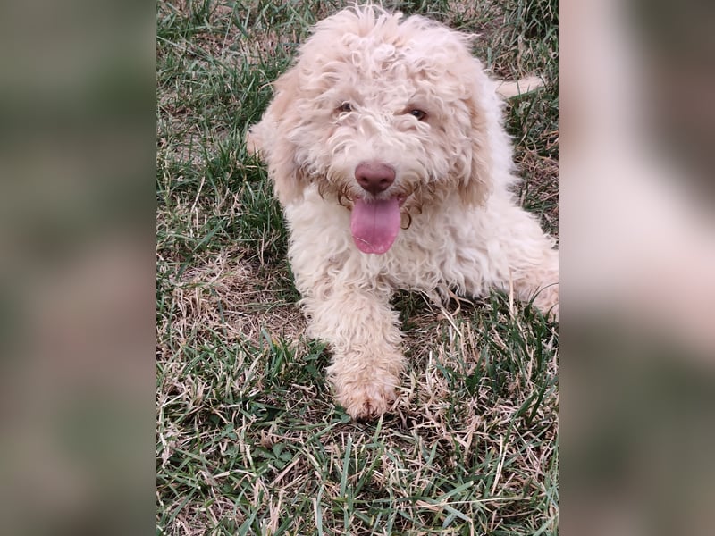 Welpen Lagotto Romagnolo