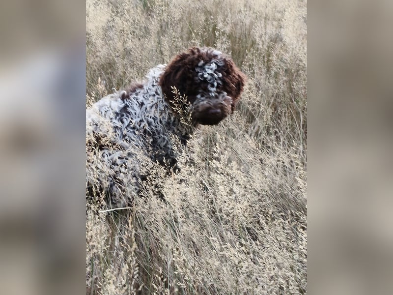 Welpen Lagotto Romagnolo