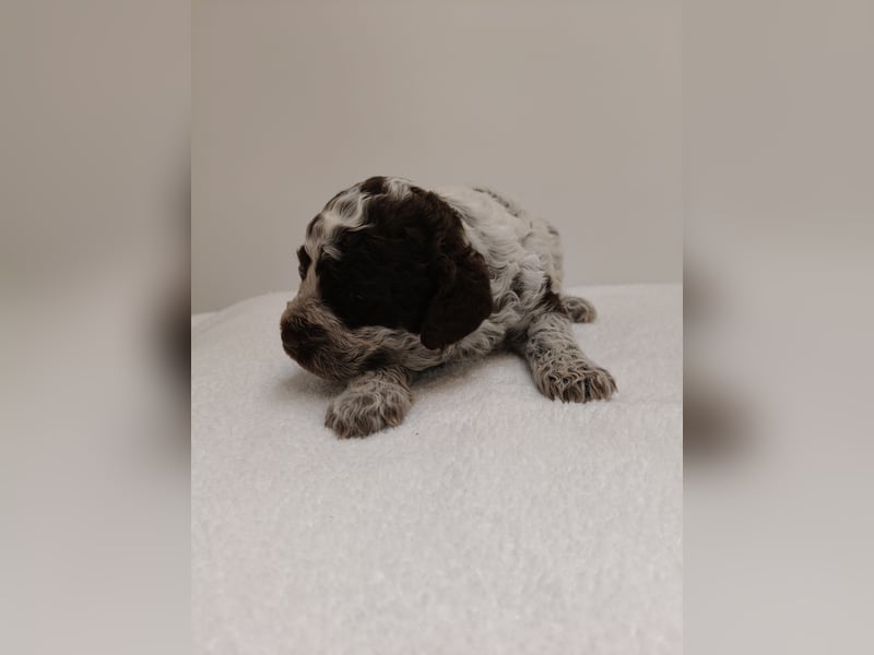 Welpen Lagotto Romangolo