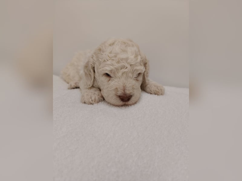 Welpen Lagotto Romangolo