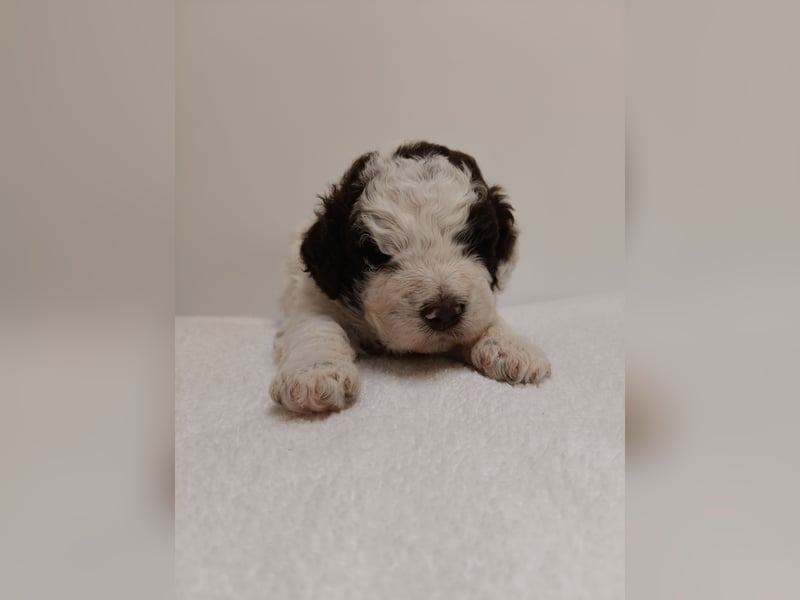 Welpen Lagotto Romangolo