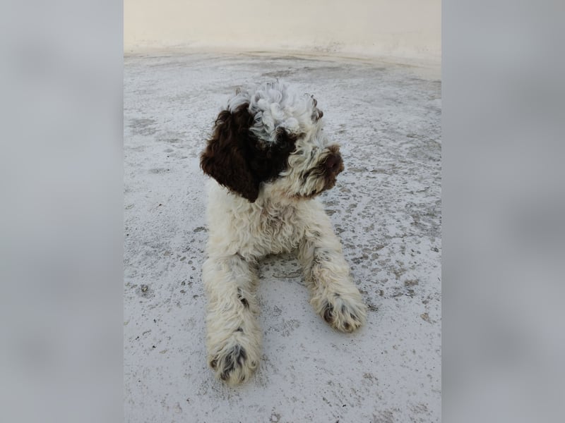 Welpen Lagotto Romagnolo